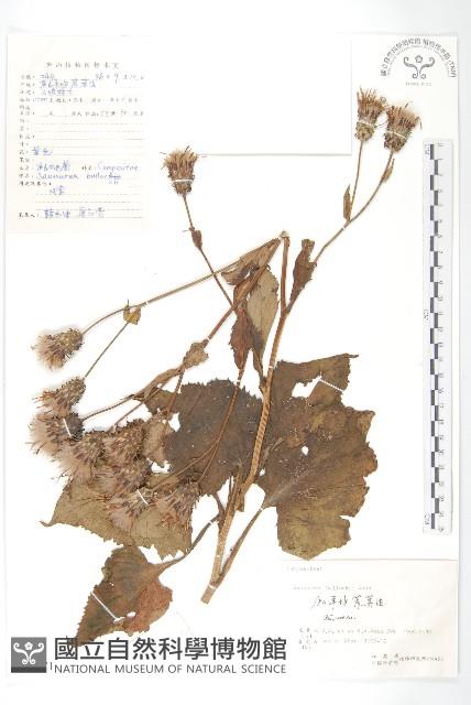 盧山鳳毛菊藏品圖，第1張