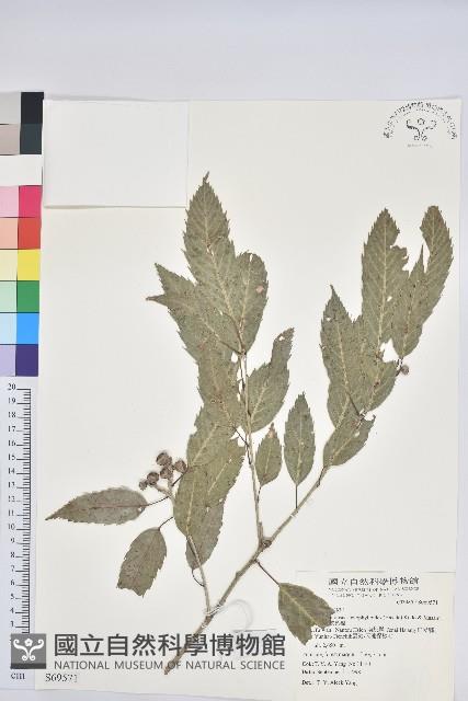 狹葉櫟藏品圖，第1張