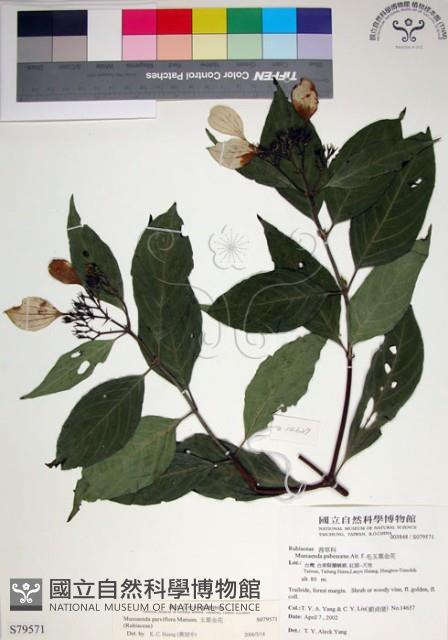 玉葉金花藏品圖，第1張