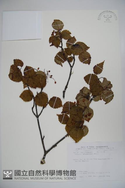 樺葉莢迷、玉山莢迷藏品圖，第1張