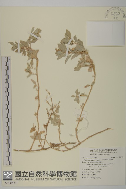馬氏濱藜藏品圖，第1張