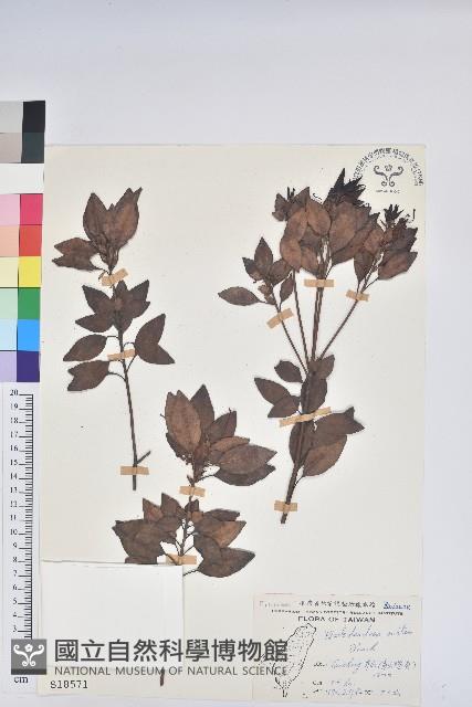 馬銀花藏品圖，第1張