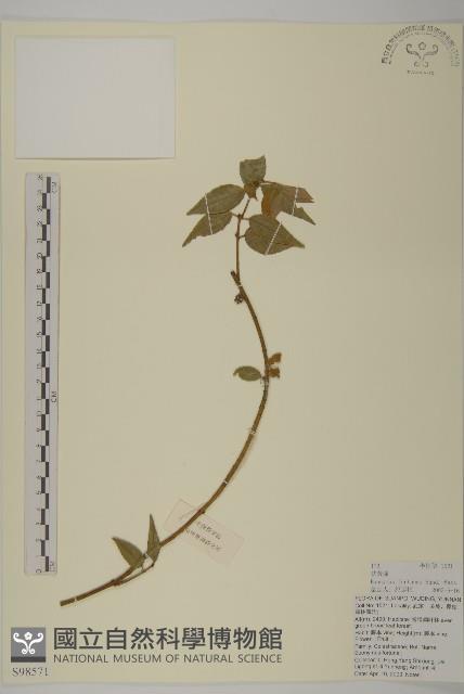 扶芳藤藏品圖，第1張