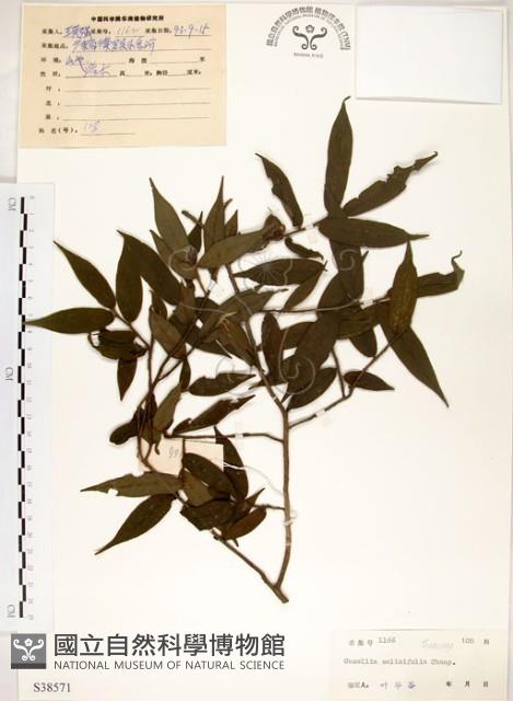 柳葉山茶藏品圖，第1張