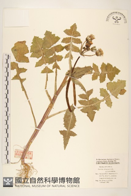 苦滇菜、苦菜藏品圖，第1張