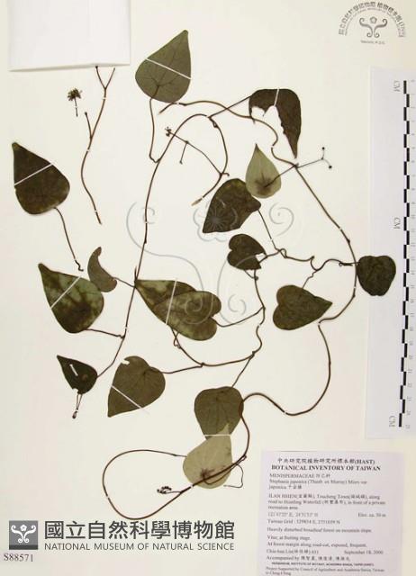 千金藤、金線吊烏龜藏品圖，第1張