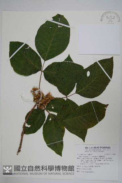 臺灣藤漆藏品圖，第1張