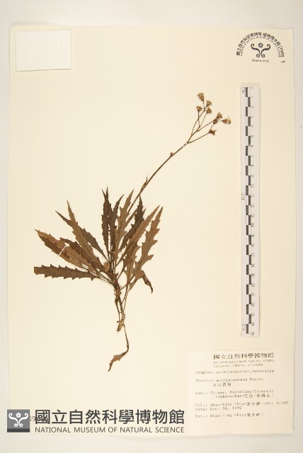 玉山黃菀藏品圖，第1張