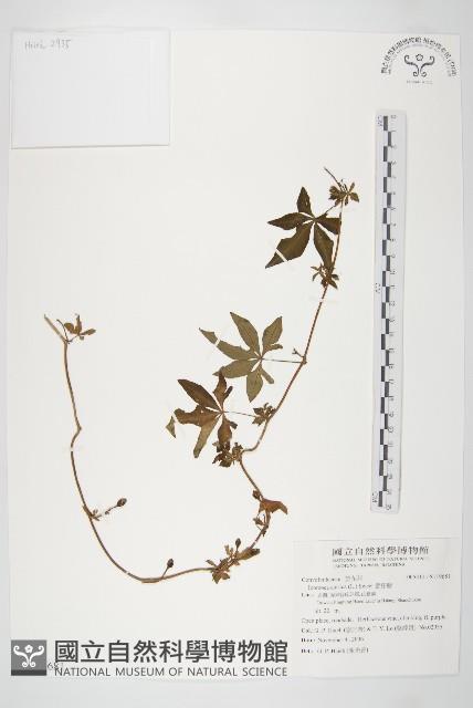 番仔藤藏品圖，第1張