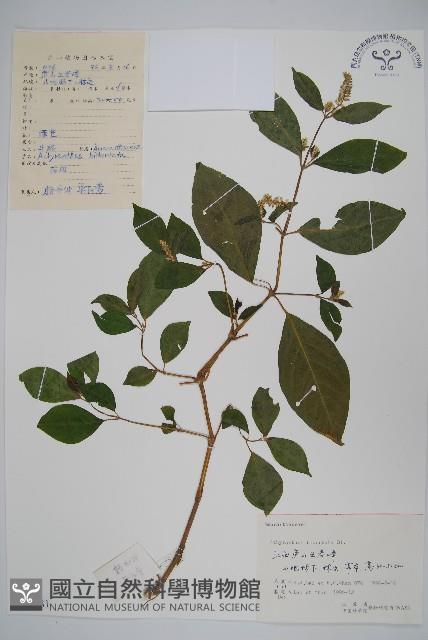 牛膝藏品圖，第1張