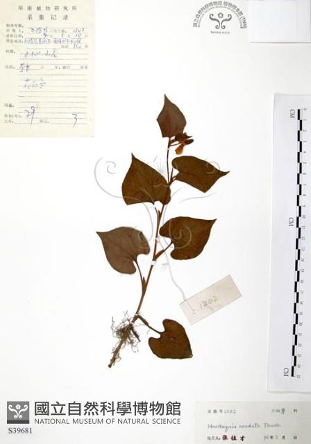 臭腥草、蕺菜藏品圖，第1張