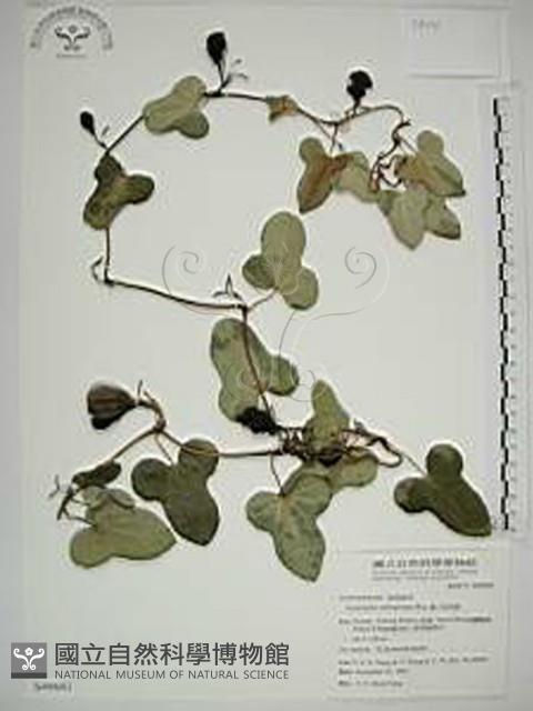 港口馬兜鈴  藏品圖，第1張