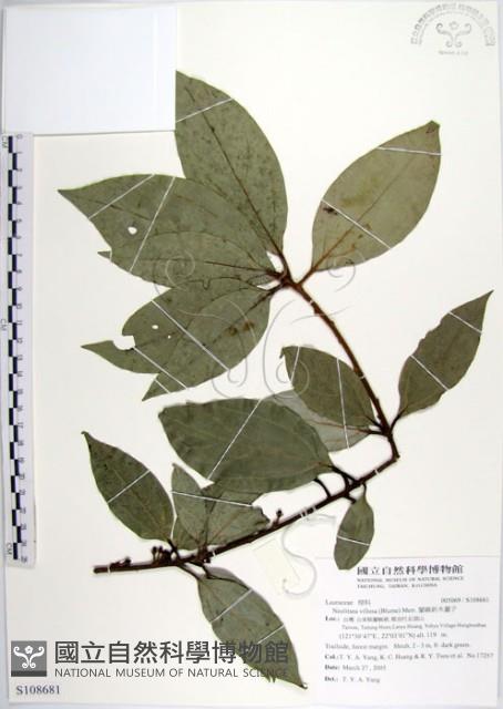 蘭嶼新木薑子藏品圖，第1張