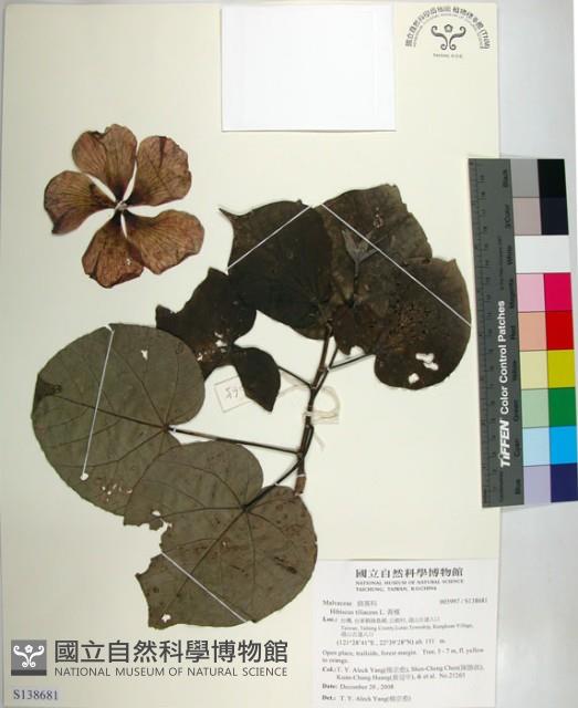 黃槿藏品圖，第1張