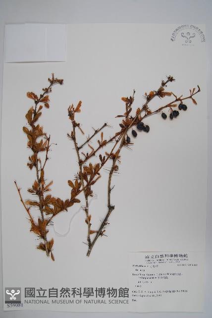 登錄號:S059081藏品圖，第1張