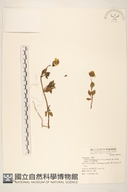 大天蓬草舅藏品圖，第1張