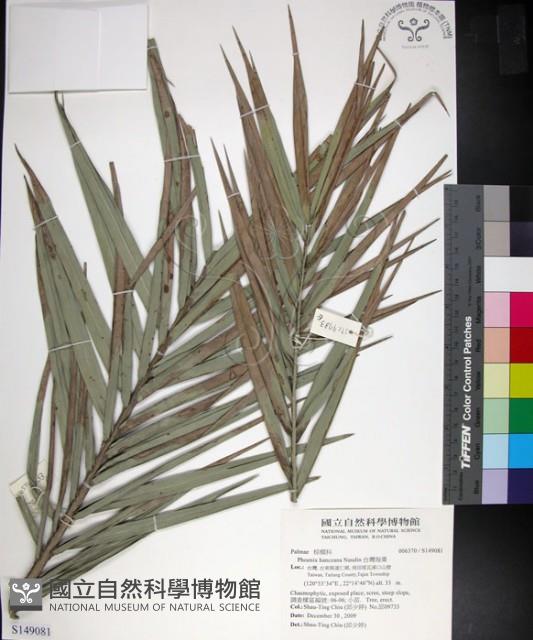 台灣海棗藏品圖，第1張