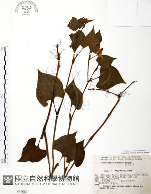 臭腥草、蕺菜藏品圖，第1張