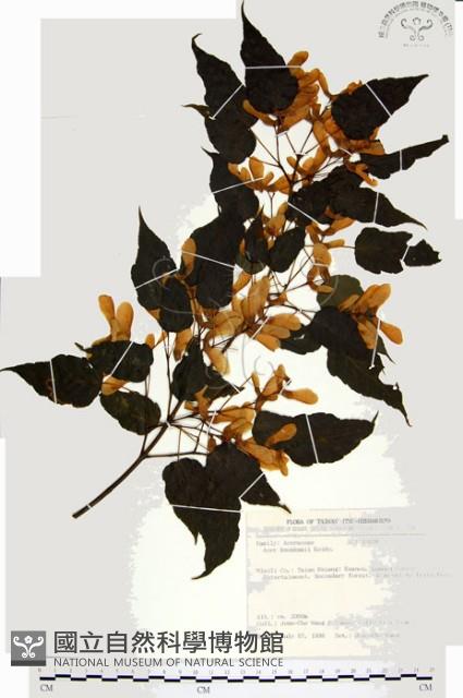 尖葉槭藏品圖，第1張