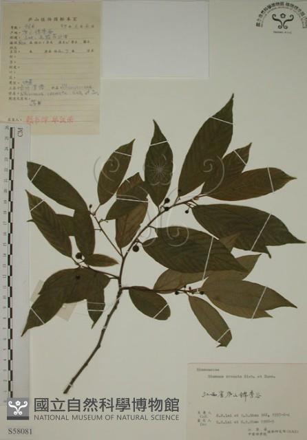 鈍齒鼠李藏品圖，第1張