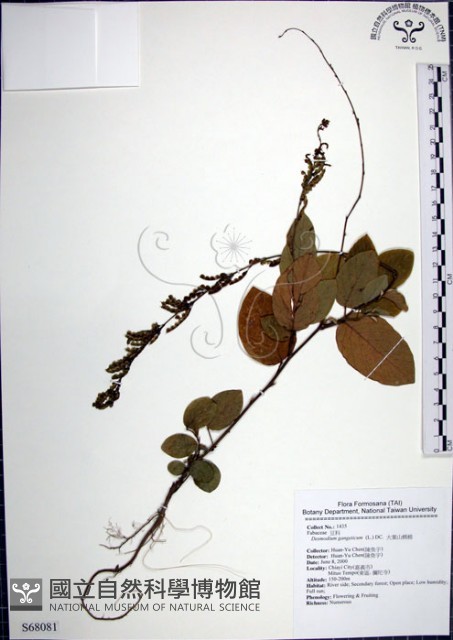 大葉山螞蝗藏品圖，第1張