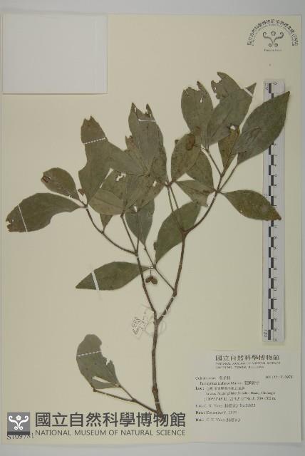 菱葉衛矛藏品圖，第1張