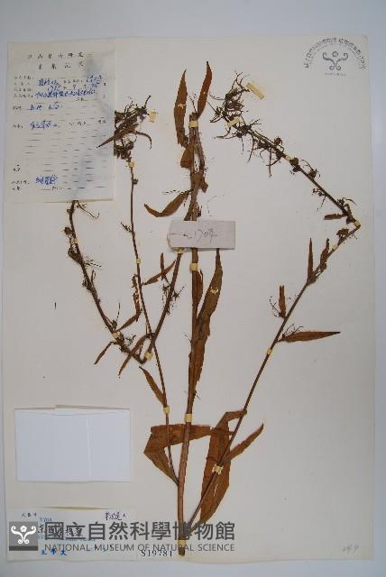 東南山梗菜藏品圖，第1張