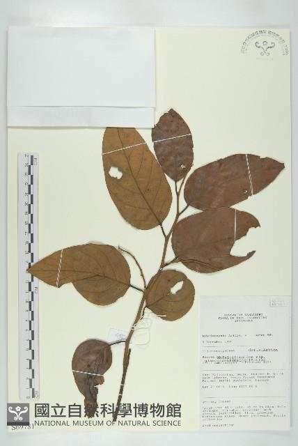 登錄號:S069781藏品圖，第1張