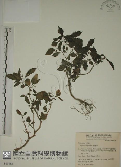 燈籠草藏品圖，第1張