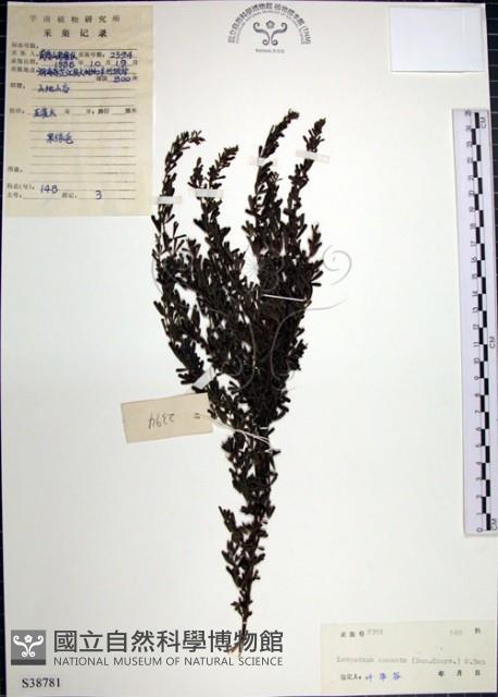 鐵掃帚、千里光藏品圖，第1張