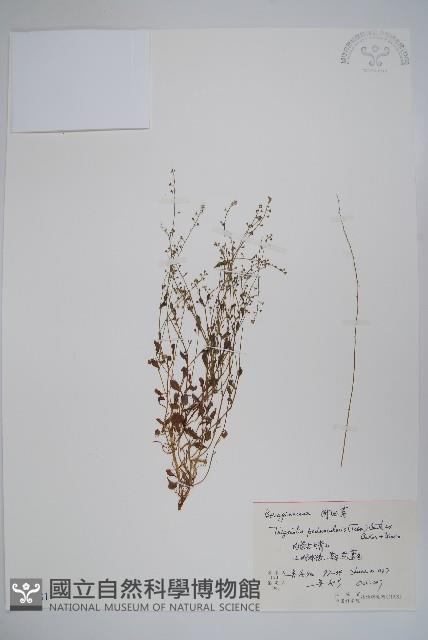 附地菜藏品圖，第1張