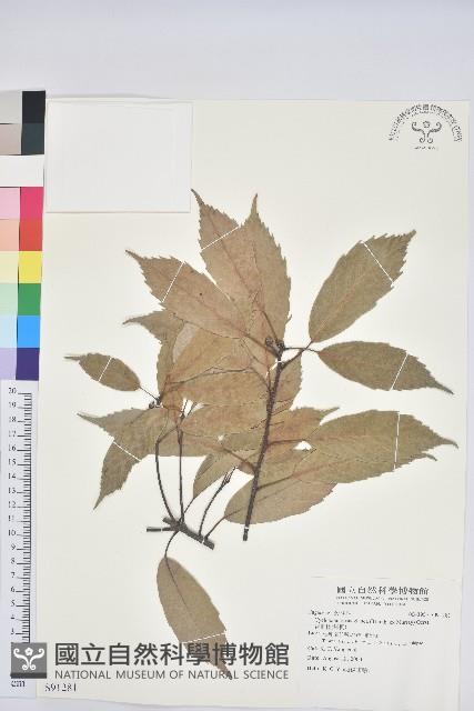 青剛櫟、鐵椆藏品圖，第1張