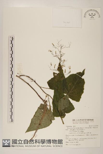 山苦藚、假福王草藏品圖，第1張