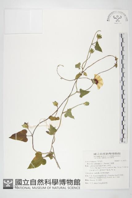 吊鐘藤藏品圖，第1張