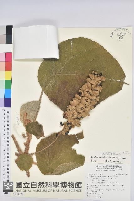 毛桐藏品圖，第1張