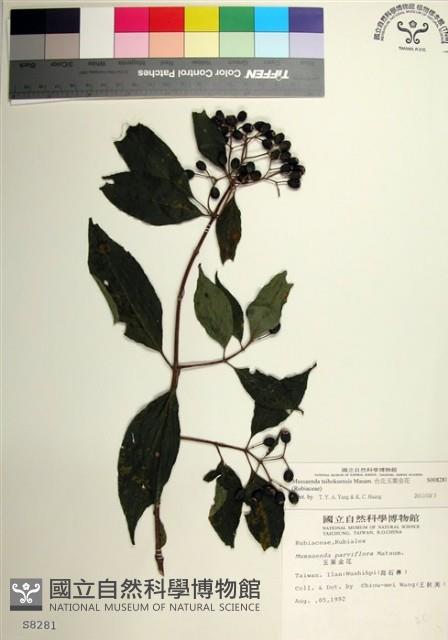 台北玉葉金花藏品圖，第1張