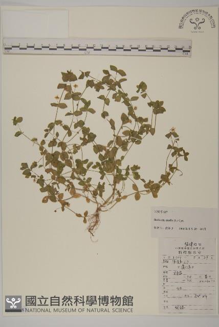 繁縷藏品圖，第1張