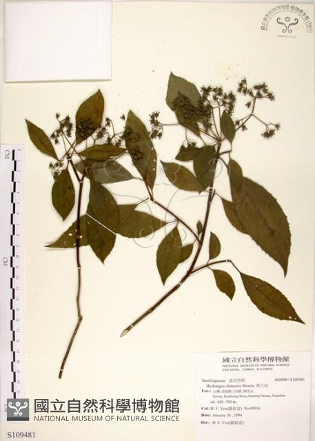 華八仙藏品圖，第1張