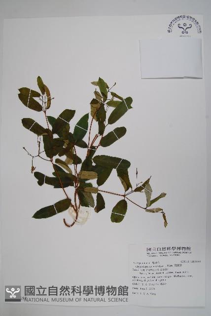 隱鱗藤藏品圖，第1張