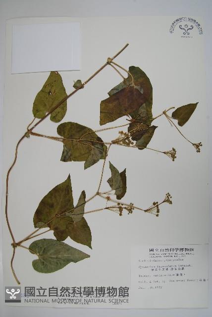 薄葉牛皮消藏品圖，第1張