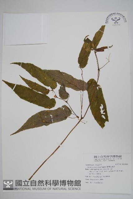 臺灣秋海棠藏品圖，第1張