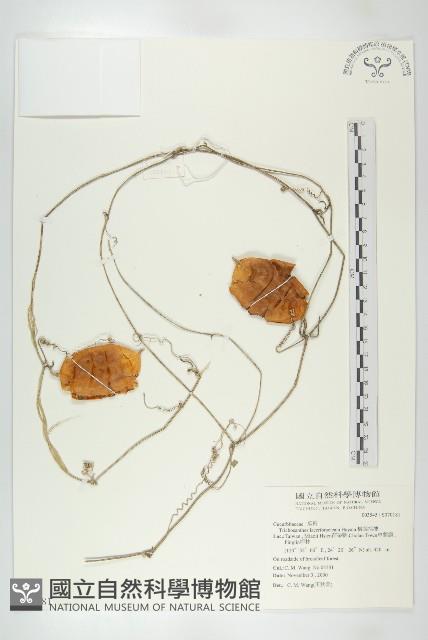 槭葉括摟藏品圖，第1張