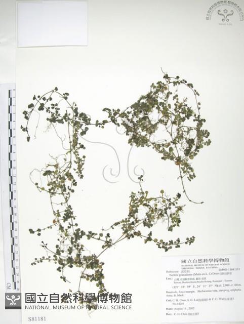 深柱夢草藏品圖，第1張