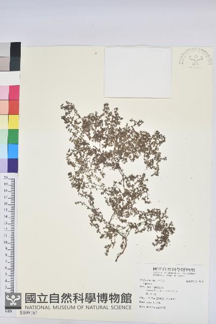 登錄號:S109181藏品圖，第1張