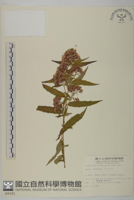 臺灣馬蘭藏品圖，第1張