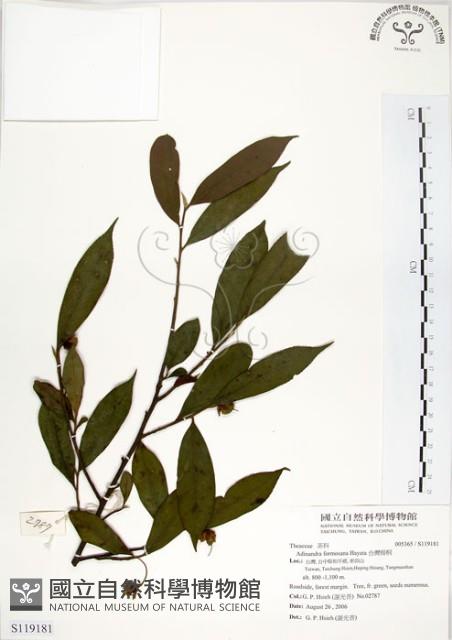 台灣楊桐藏品圖，第1張