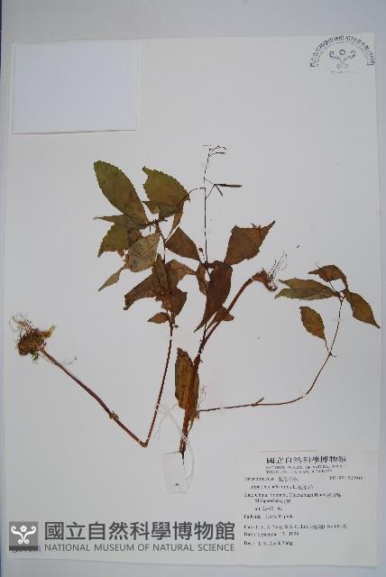 鳳仙花藏品圖，第1張