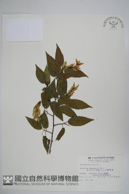 阿里山千金榆藏品圖，第1張