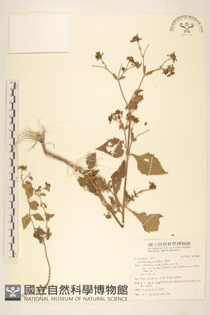 豨薟藏品圖，第1張