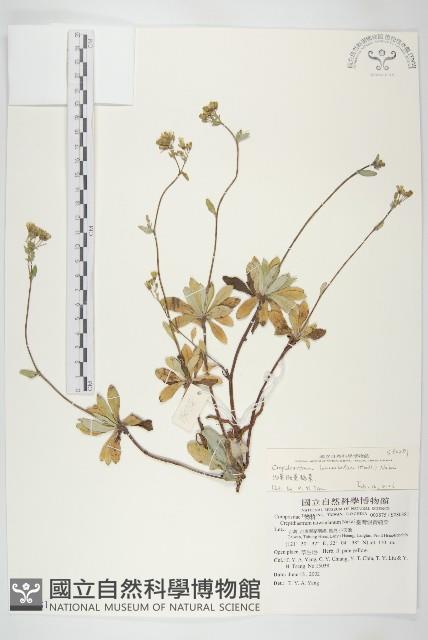 細葉假黃鵪菜藏品圖，第1張